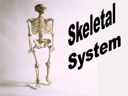 Support and protectionSupport and protection Body movement- muscle attachmentBody movement- muscle attachment Blood cell formation- hematopoiesisBlood.