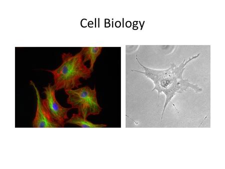 Cell Biology. Outline Organization of body systems – Organ – Tissue – Cell— How do we study biology? – Why should we? Research question in biology.