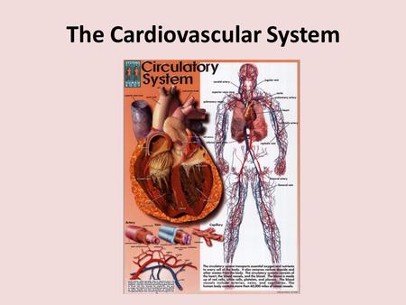 The Cardiovascular System. How do bruises form? Capillaries have walls that are only one cell layer thick - so they are very fragile If you.