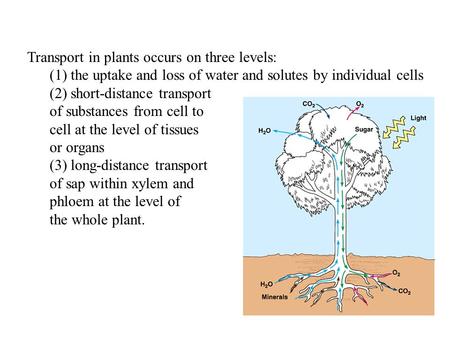 Transport in plants occurs on three levels: