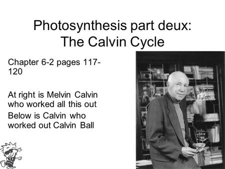 Photosynthesis part deux: The Calvin Cycle Chapter 6-2 pages 117- 120 At right is Melvin Calvin who worked all this out Below is Calvin who worked out.