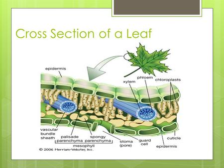 Cross Section of a Leaf. Stoma Open vs. Closed  Open – w/light & when guard cells filled with water  Closed – w/o light & when guard cells lacking water.