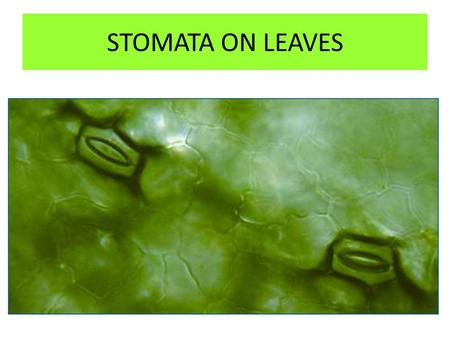 STOMATA ON LEAVES.