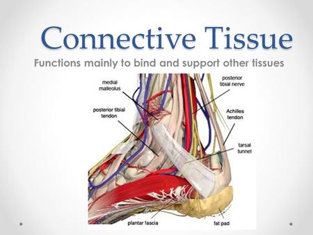 Connective Tissue Functions mainly to bind and support other tissues.