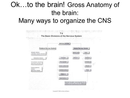 Ok…to the brain! Gross Anatomy of the brain: Many ways to organize the CNS.