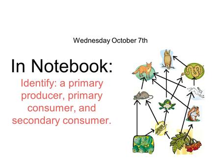 Wednesday October 7th In Notebook: Identify: a primary producer, primary consumer, and secondary consumer.