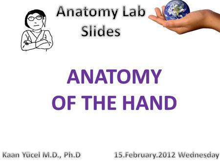 1. 2 The carpal tunnel formed anteriorly at wrist by a deep arch formed by carpal bones lexor retinaculum carpal bones & flexor retinaculum (transverse.