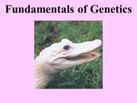 Fundamentals of Genetics. Gregor Mendel (1822-1884) Monk from Austria He bred pea plants in monastery gardens and used math to interpret his findings.