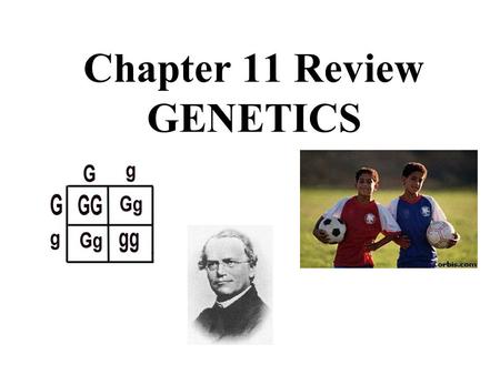 Chapter 11 Review GENETICS