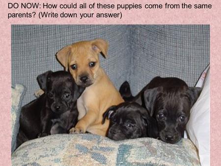 DO NOW: How could all of these puppies come from the same parents