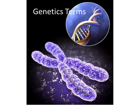 Genetics Terms.