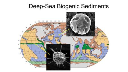 Deep-Sea Biogenic Sediments. Calcareous Ooze Biogenic calcareous ooze composed of precipitated CaCO 3 (usually calcite, but occasionally aragonite) shells.