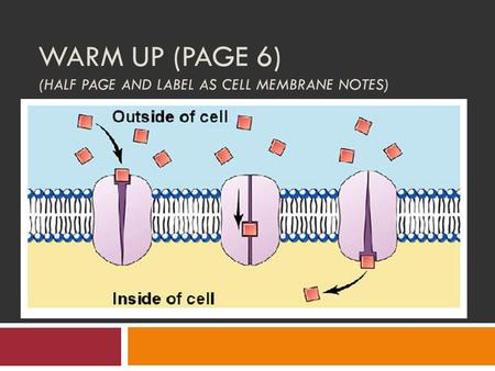 Warm Up (Page 6) (half page and LABEL AS Cell Membrane Notes)