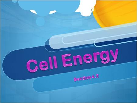 Warm up Which of the following organisms use the sunlight as a source of energy to stay alive? Why?