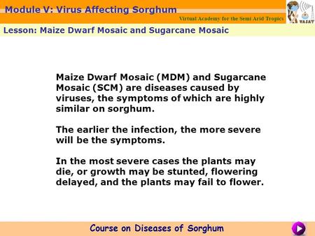 Maize Dwarf Mosaic (MDM) and Sugarcane Mosaic (SCM) are diseases caused by viruses, the symptoms of which are highly similar on sorghum. The earlier the.