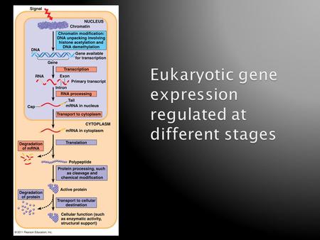 Chromatin Structure:  Tightly bound DNA less accessible for transcription  DNA methylation: methyl groups added to DNA; tightly packed;  transcription.