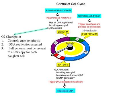 G2 Checkpoint 1.Controls entry to mitosis 2. DNA replication assessed 3. Full genome must be present to allow copy for each daughter cell M-checkpoint.