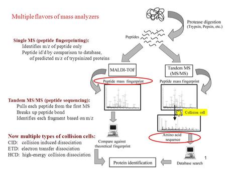 Multiple flavors of mass analyzers Single MS (peptide fingerprinting): Identifies m/z of peptide only Peptide id’d by comparison to database, of predicted.