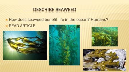 DESCRIBE SEAWEED How does seaweed benefit life in the ocean? Humans?