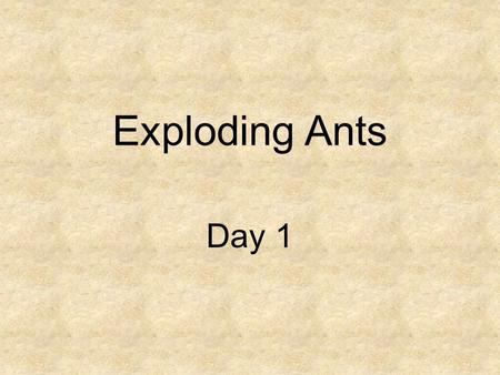 Exploding Ants Day 1. Concept Talk How do animals adapt to survive?