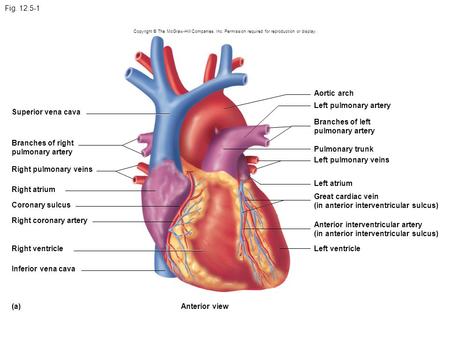 (in anterior interventricular sulcus) Coronary sulcus