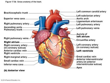 Figure 17.5b Gross anatomy of the heart.