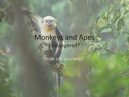 Monkeys and Apes Endangered? How can you help?. Who’s endangered? Global Warming puts just about every one of the 28,270 known animals at risk of becoming.