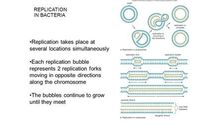 REPLICATION IN BACTERIA Replication takes place at several locations simultaneously Each replication bubble represents 2 replication forks moving in opposite.