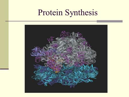 Protein Synthesis.