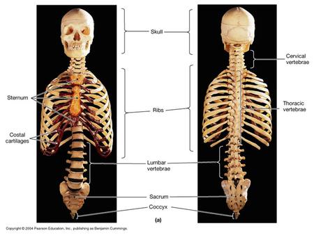 Cranial Bones Facial Bones Cranial Bones 1 frontal bone1 occipital bone 2 parietal bones1 sphenoid bone 2 temporal bones1 ethmoid bone Cranial bones.