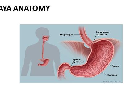 1 AMASHAYA ANATOMY.