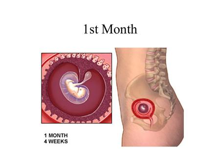 1st Month ONE MONTH Fertilization -23 Chromosomes from each parent.