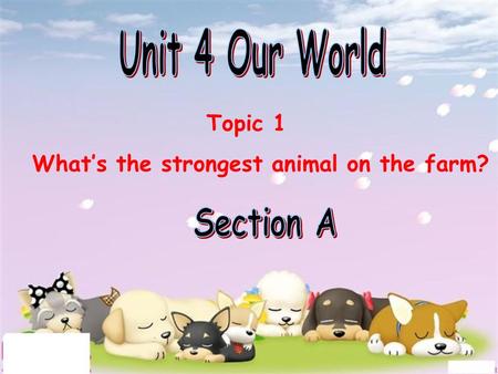 Topic 1 What’s the strongest animal on the farm?