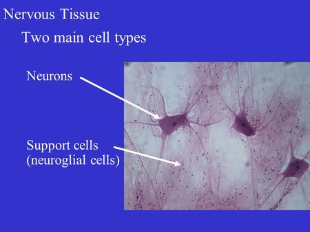 Nervous Tissue Two main cell types Neurons