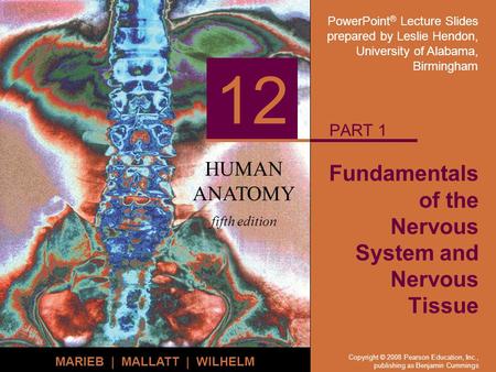 PowerPoint ® Lecture Slides prepared by Leslie Hendon, University of Alabama, Birmingham HUMAN ANATOMY fifth edition MARIEB | MALLATT | WILHELM 12 Copyright.