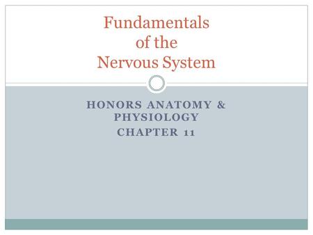 Fundamentals of the Nervous System