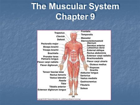 The Muscular System Chapter 9.