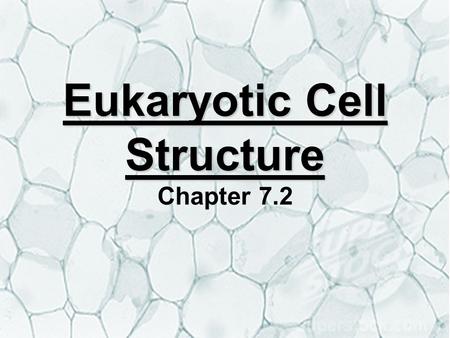 Eukaryotic Cell Structure Eukaryotic Cell Structure Chapter 7.2.