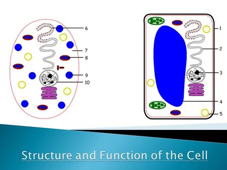 Cells Tissues Organ systems Organs Organisms  1665 – Robert Hooke observes cork is made of little compartments he calls “cells”  1674 – Leeuwenhoek.