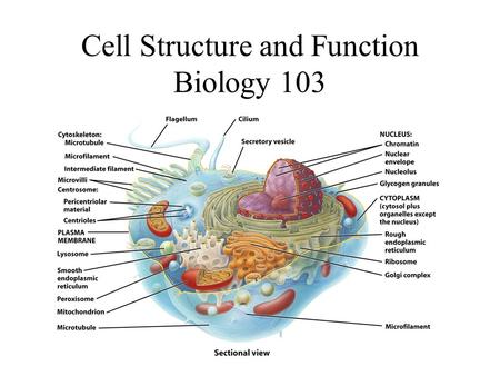 Cell Structure and Function Biology 103