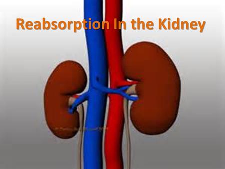 Reabsorption In the Kidney. Objectives 1)Describe the general structure of the kidney, the nephron, and associated blood vessels 2)Explain the functioning.