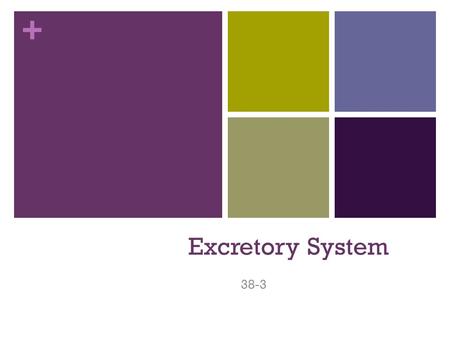 + Excretory System 38-3. + By the end of this lesson on excretion you should be able to: 1) Describe the organs that make up the excretory system 2) Explain.