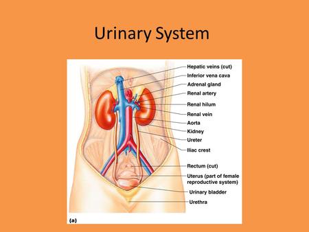 Urinary System.