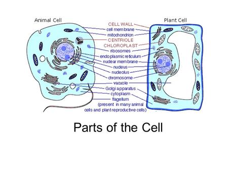 Parts of the Cell. Go to Section: Animal Cell Nucleus Nucleolus Cell Membrane Cytoplasm.