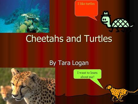 Cheetahs and Turtles By Tara Logan I like turtles I want to learn about me!