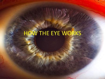 HOW THE EYE WORKS. A cross section of the human eye The image cast on the retina is upside down, then turned right side up by the brain.