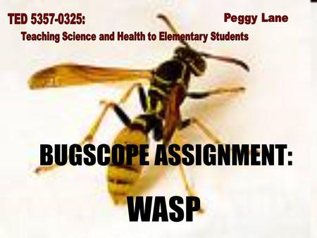 BUGSCOPE ASSIGNMENT: WASP. STEP ONE: TWO WEBSITES Website #1:  als/arthropods/insects/wasps/ Website.