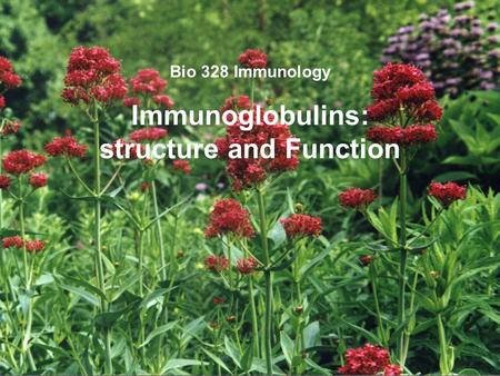 Bio 328 Immunology Immunoglobulins: structure and Function.