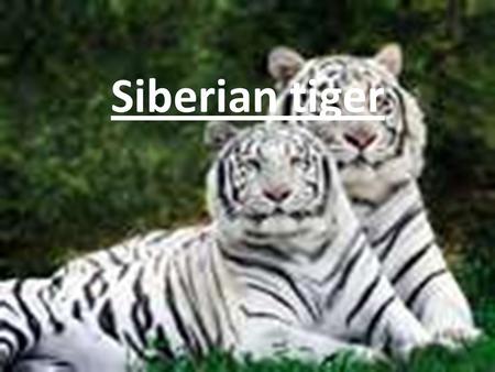 Siberian tiger. Habits And what they eat The Siberian tiger mostly lives in forests. The Siberian tiger's main prey was wild boar, and roe deer. They.