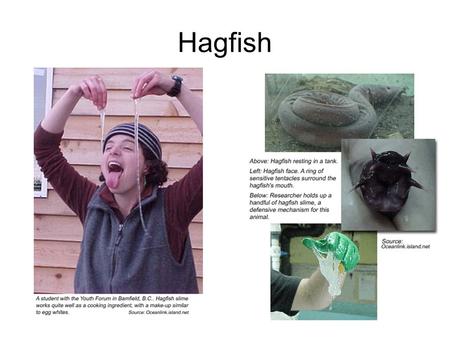 Hagfish. Class Myxini, Hagfish Members of the class Myxini have a partial cranium (skull), but no vertebrae. Their skeleton is made of cartilage, as is.